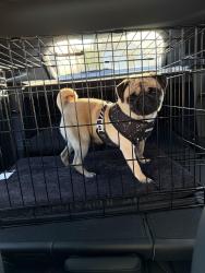 Found/Stray Female Dog last seen Taylor, Nashville, TN 37232
