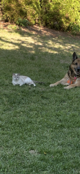 Lost Female Cat last seen alexander and cedar grove drive - ACROSS from LabCorp, Durham, NC 27703