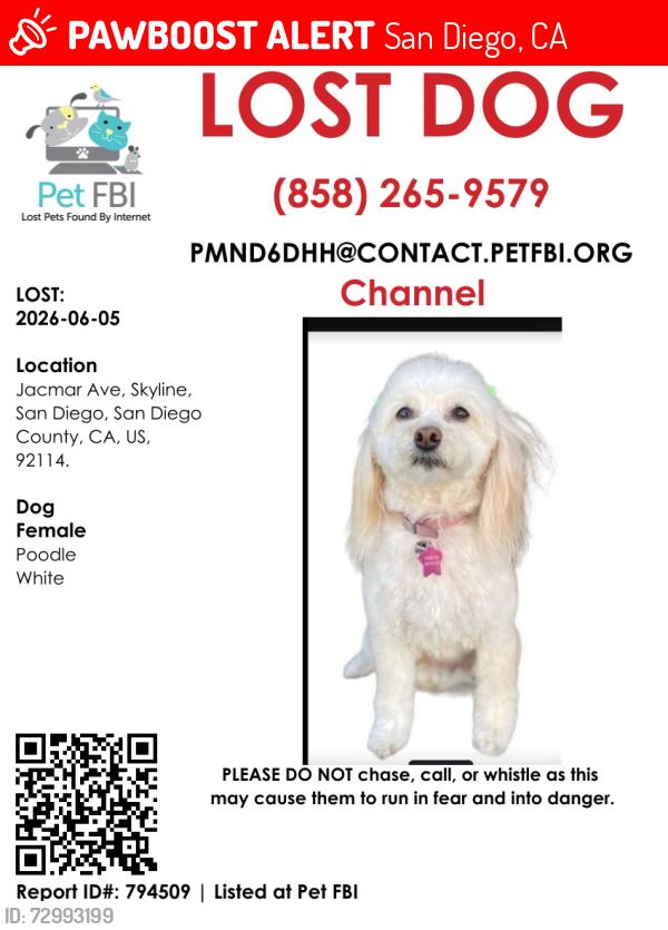 Lost Female Dog last seen jacmar and Lisbon ave, San Diego, CA 92114