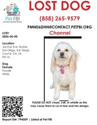 Lost Female Dog last seen Lisbon ave, San Diego, CA 92114