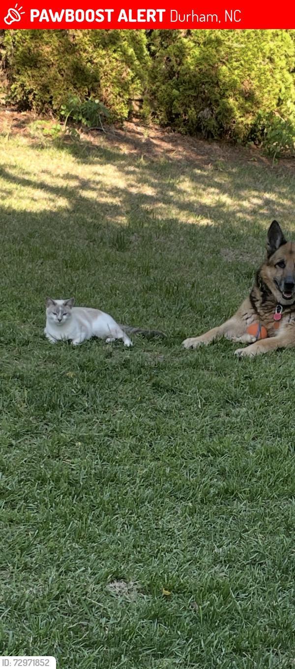 Lost Female Cat last seen alexander and cedar grove drive - ACROSS from LabCorp, Durham, NC 27703