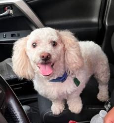 Lost Male Dog last seen Manchaca , Austin, TX 78745