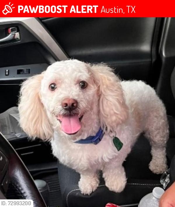 Lost Male Dog last seen Manchaca , Austin, TX 78745
