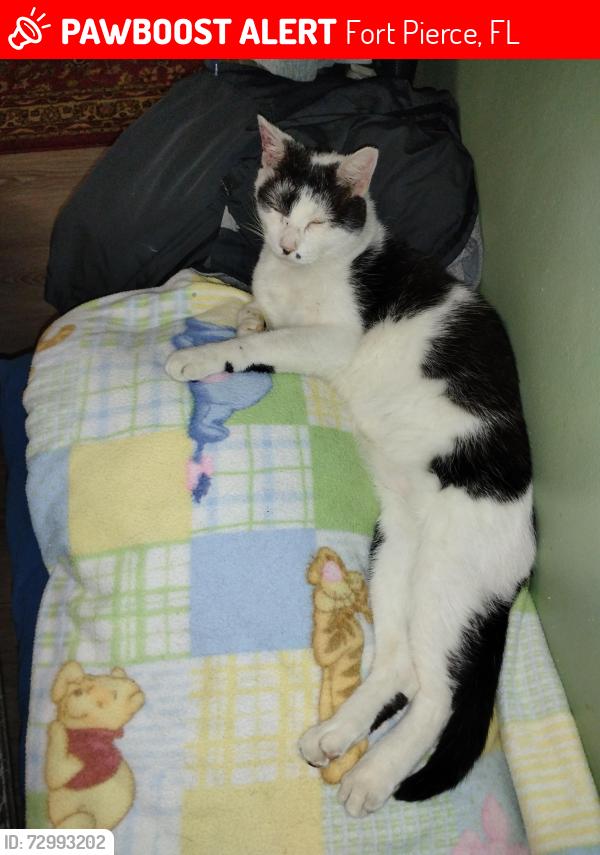 Lost Male Cat last seen 7th street , Fort Pierce, FL 34982
