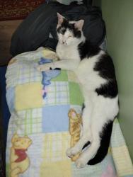 Lost Male Cat last seen 7th street , Fort Pierce, FL 34982