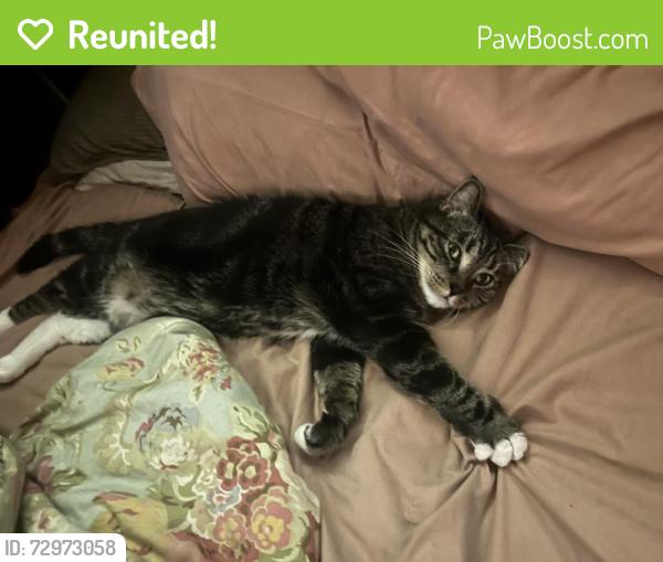Reunited Male Cat last seen Ponderosa parkway, route 66, Flagstaff, AZ 86001