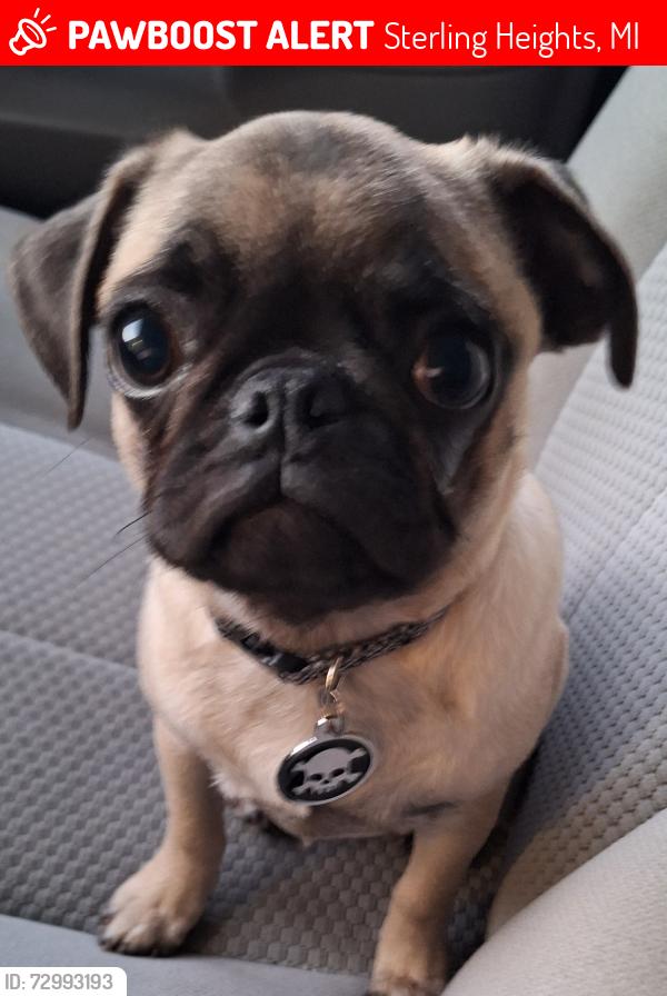 Lost Male Dog last seen Hayes Rd & Utica Rd, Sterling Heights, MI 48313
