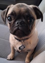 Lost Male Dog last seen Hayes Rd & Utica Rd, Sterling Heights, MI 48313