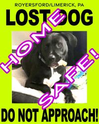 Reunited Male Dog last seen Limerick Center Road, Limerick Township, PA 19468