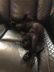 Lost Male Cat last seen Elm street, central street, Main Street , Fitchburg, MA 01420