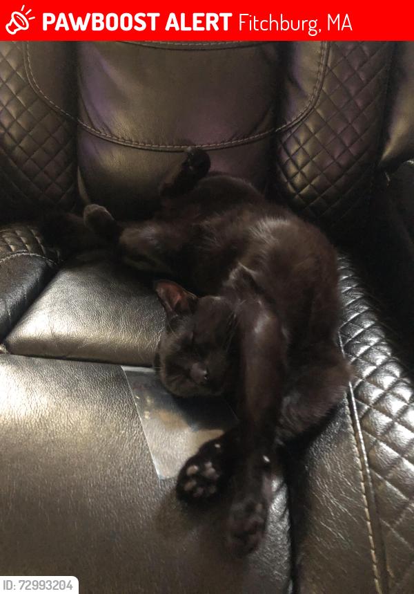 Lost Male Cat last seen Elm street, central street, Main Street , Fitchburg, MA 01420