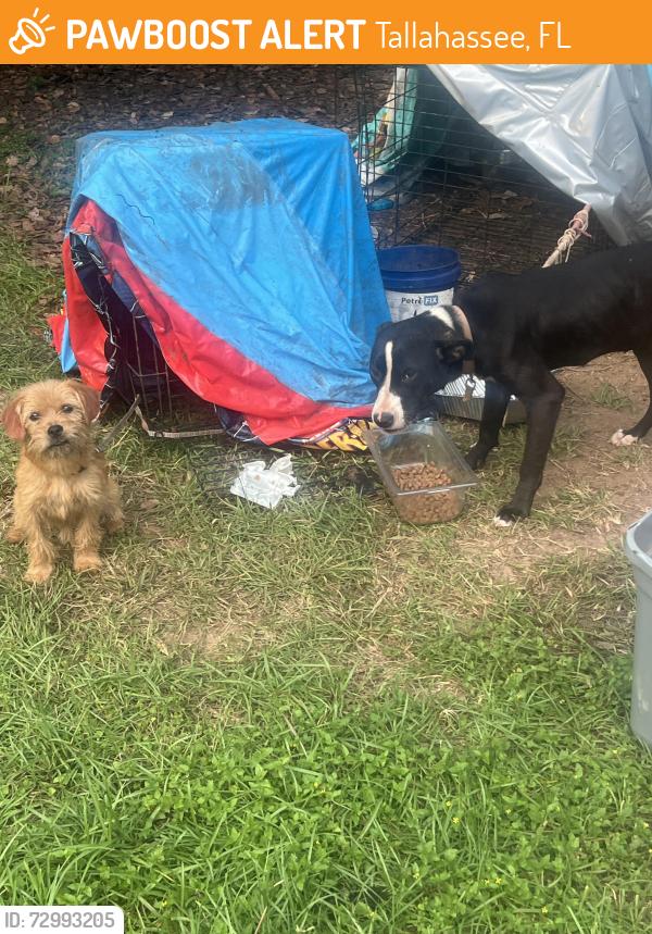 Found/Stray Female Dog last seen Mccas , Tallahassee, FL 32310