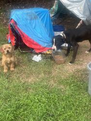 Found/Stray Female Dog last seen Mccas , Tallahassee, FL 32310