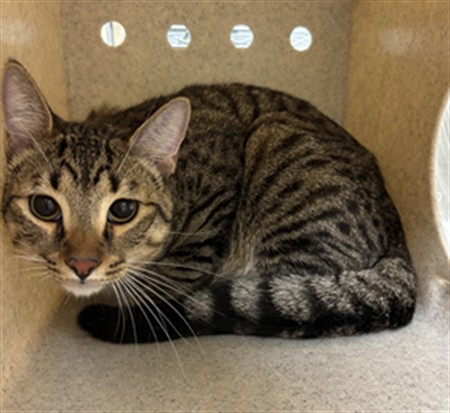 Shelter Stray Male Cat last seen , 232 Eslinger Way, Sanford, FL 32773, USA
