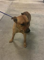 Shelter Stray Female Dog last seen Near BLOCK SW 193RD AVE, 3599 NW 79th Ave, Doral, FL 33122, USA