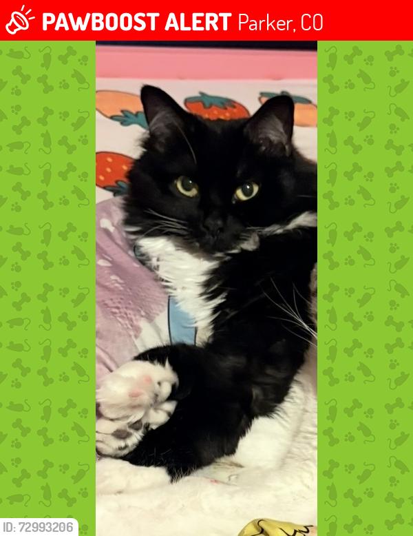 Lost Female Cat last seen Near Blackwolf ln , Parker, CO 80138