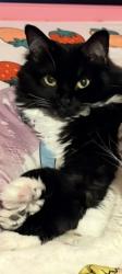 Lost Female Cat last seen Near Blackwolf ln , Parker, CO 80138