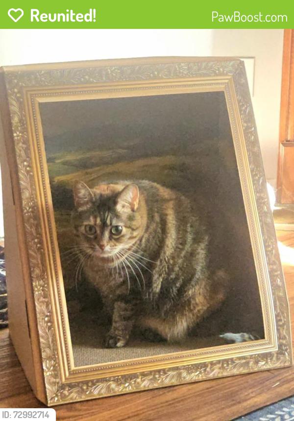 Reunited Female Cat last seen Cedar Grove Trail/Silver Bell, Eagan, MN 55122