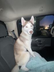 Reunited Male Dog last seen Near Lantana Rd, Lake Worth Beach, FL 33463, USA, Lake Worth Beach, FL 33463