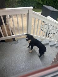 Found/Stray Female Dog last seen Near Covington Hwy , DeKalb County, GA 30035