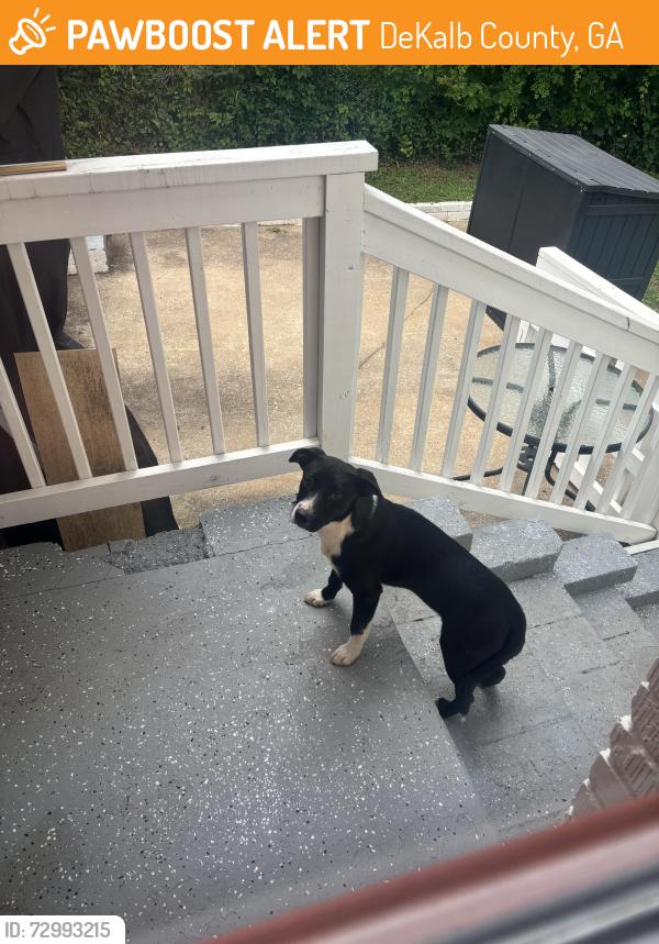 Found/Stray Female Dog last seen Near Covington Hwy , DeKalb County, GA 30035