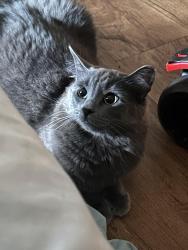 Lost Female Cat last seen Crestwood forest drive , Greenville County, SC 29609