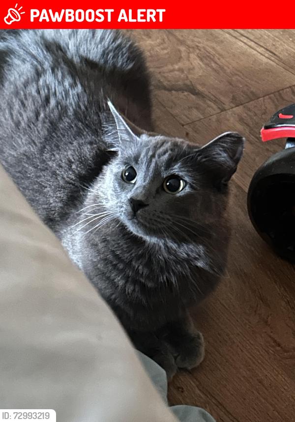 Lost Female Cat last seen Crestwood forest drive , Greenville County, SC 29609