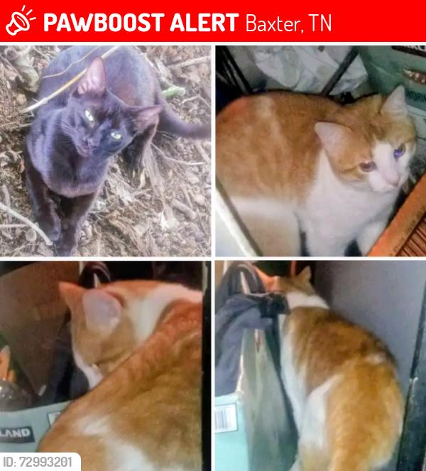 Lost Male Cat last seen Deb Dunn road and Little Dodge, Baxter, TN 38544