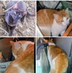 Lost Male Cat last seen Deb Dunn road and Little Dodge, Baxter, TN 38544