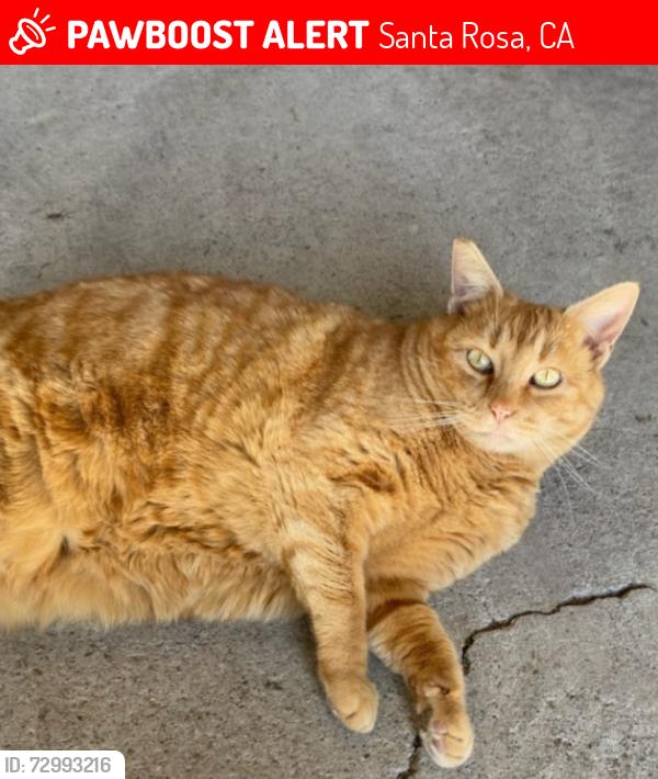 Lost Female Cat last seen Occidental Rd/Merced , Santa Rosa, CA 95401