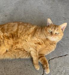 Lost Female Cat last seen Occidental Rd/Merced , Santa Rosa, CA 95401