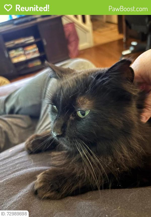 Reunited Female Cat last seen South Haven Blvd and Equinox Terrace , Lafayette, IN 47909
