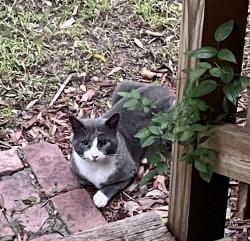 Found/Stray Unknown Cat last seen Milgen Road, Columbus, GA 31907