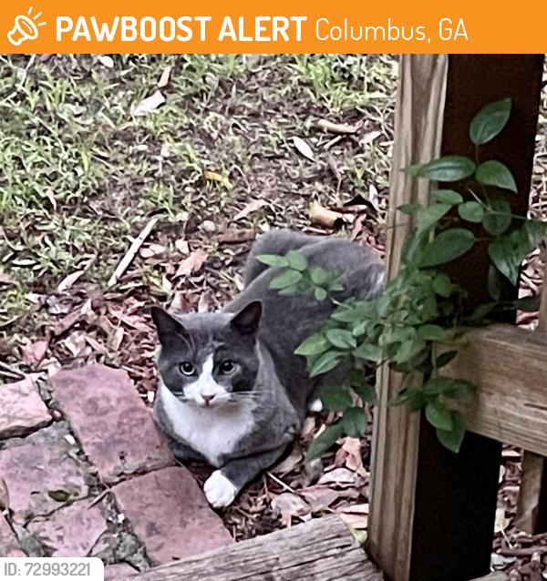 Found/Stray Unknown Cat last seen Milgen Road, Columbus, GA 31907