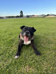 Lost Male Dog last seen Newcomb, Newcomb, VIC 3219