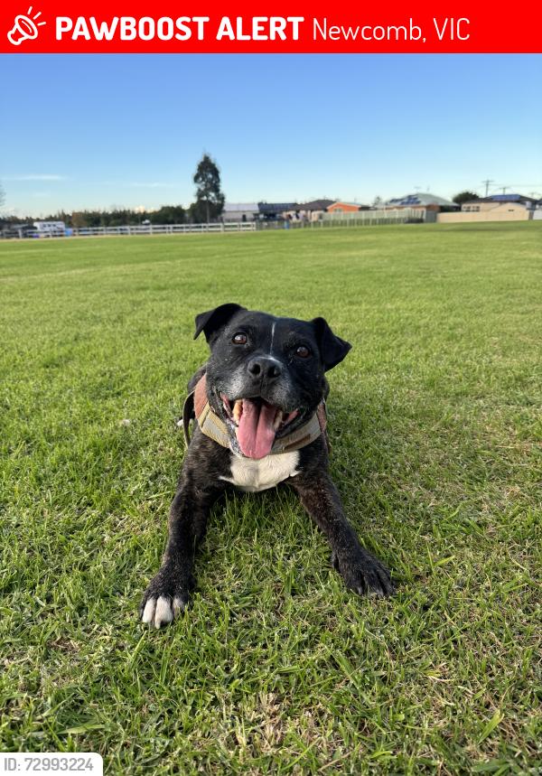 Lost Male Dog last seen Newcomb, Newcomb, VIC 3219