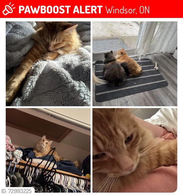Lost Male Cat last seen Liberty street windsor, Windsor, ON 48233