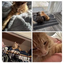 Lost Male Cat last seen Liberty street windsor, Windsor, ON 48233