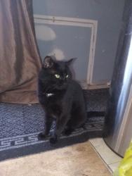 Lost Male Cat last seen Raymack Dr , Lillington, NC 27546