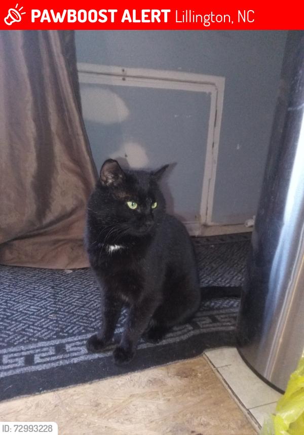 Lost Male Cat last seen Raymack Dr , Lillington, NC 27546
