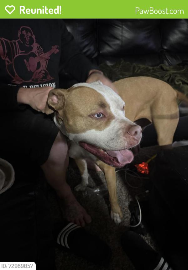 Reunited Female Dog last seen Washington Elementary , Vancouver, WA 98663