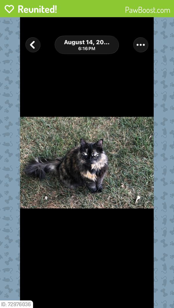 Reunited Female Cat last seen Near Preston road ord nj 08848, Milford, NJ 08848