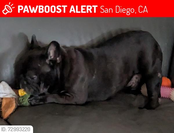 Lost Male Dog last seen Avenida de la Fuente and Paseo de la Fuentes , San Diego, CA 92154