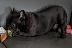 Lost Male Dog last seen Avenida de la Fuente and Paseo de la Fuentes , San Diego, CA 92154