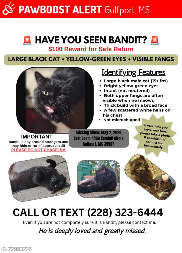 Lost Male Cat last seen Between Washington Ave and Courthouse Rd, Gulfport, MS 39507