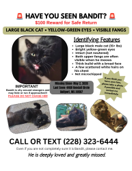 Lost Male Cat last seen Between Washington Ave and Courthouse Rd, Gulfport, MS 39507