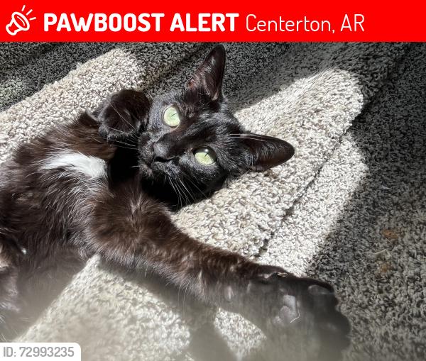 Lost Female Cat last seen Reading Railroad Lane, Centerton, AR 72719