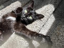 Lost Female Cat last seen Reading Railroad Lane, Centerton, AR 72719