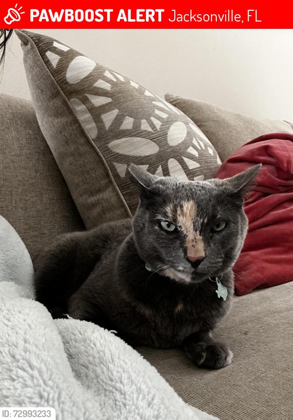 Lost Female Cat last seen Colon Lane, Spotted Fox Ridge Ave, Jacksonville, FL 32218