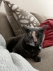 Lost Female Cat last seen Colon Lane, Spotted Fox Ridge Ave, Jacksonville, FL 32218